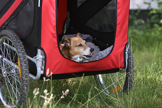 istock Jack Russell Terrier in a bike trailer 483424099