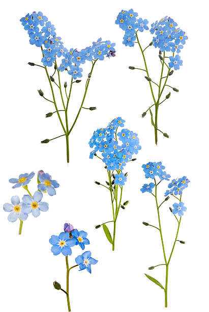 set of six light blue forget-me-not branches light blue forget-me-not flowers isolated on white background forget me not isolated stock pictures, royalty-free photos & images