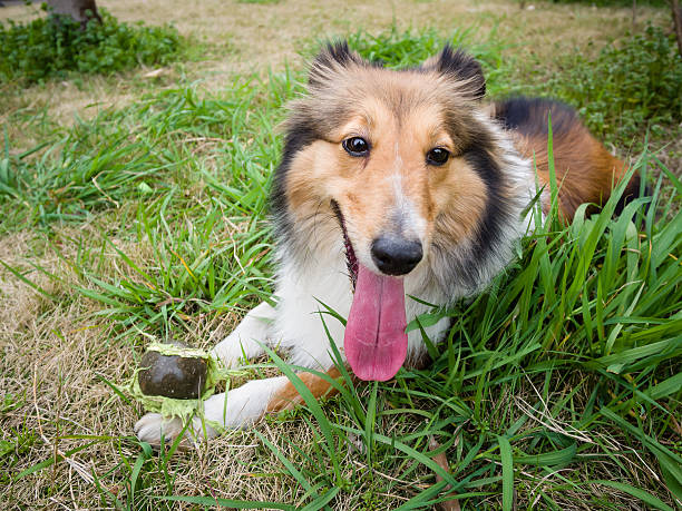 istock dog, shetland sheepdog portrait 483424621