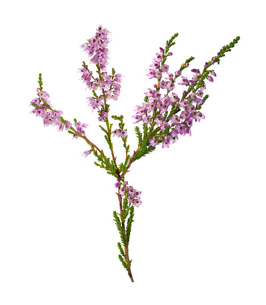istock purple isolated on white heather branch 483424639