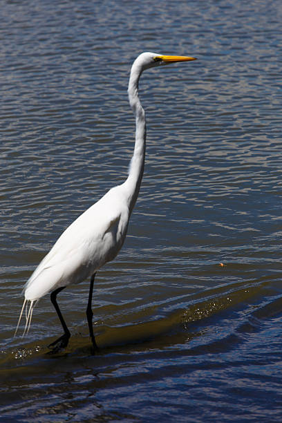 istock photography of a white heron in beach 483424855