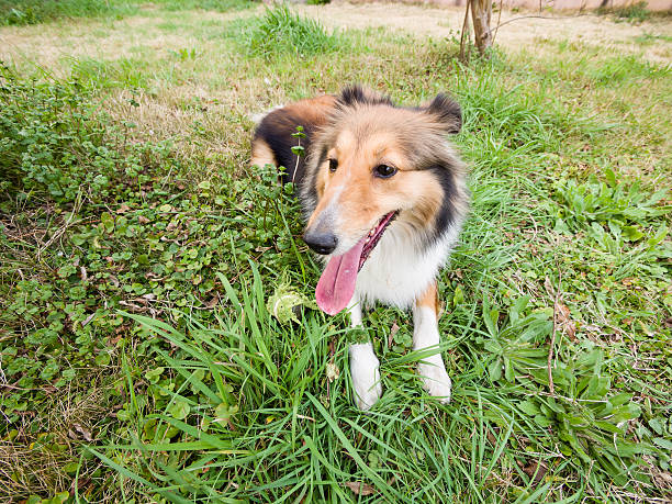 istock dog, shetland sheepdog portrait 483424983