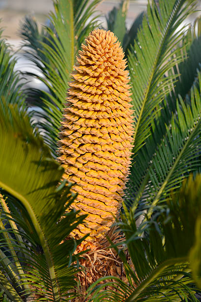 istock Cone of Cycas 483425257