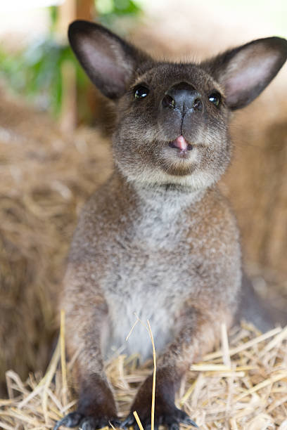 ładny wallaby - skippy zdjęcia i obrazy z banku zdjęć