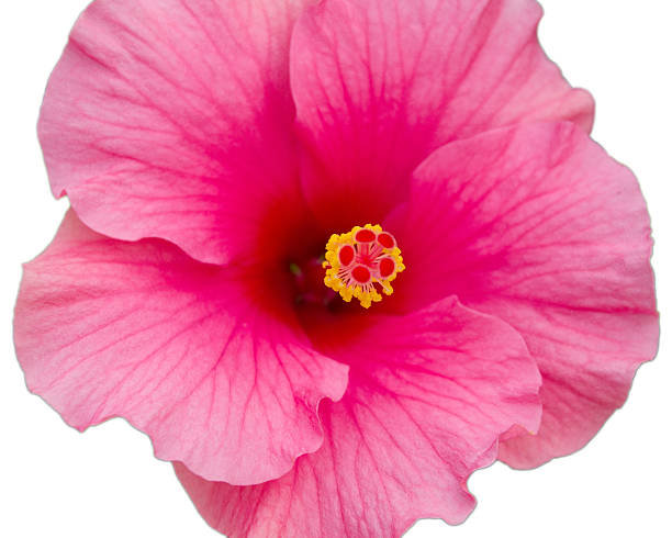 istock Pink chinese rose isolated 483425387