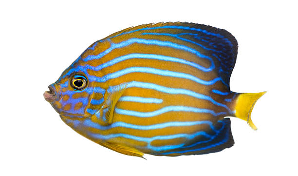 istock Side view of a Northern Angelfish 483426121