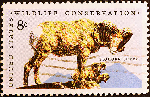 istock Bighorn sheep on american postage stamp 483426212