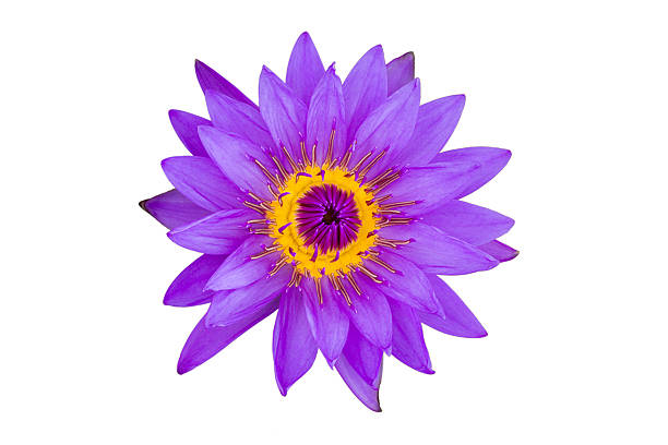 istock Lotus flower on white background 483426646