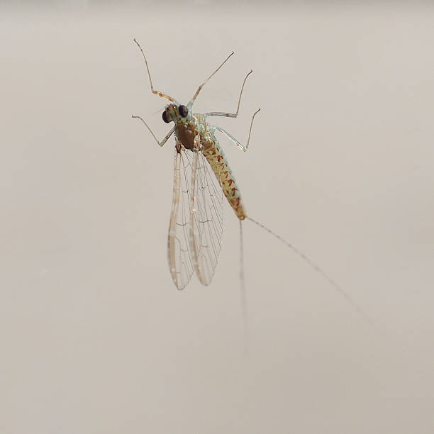 istock Centroptilum luteolum insect 483429480