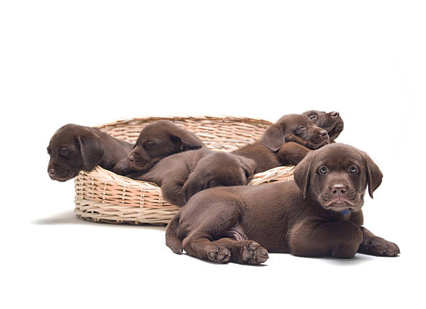 istock Labrador retriever puppies sleeping on basket 483429830