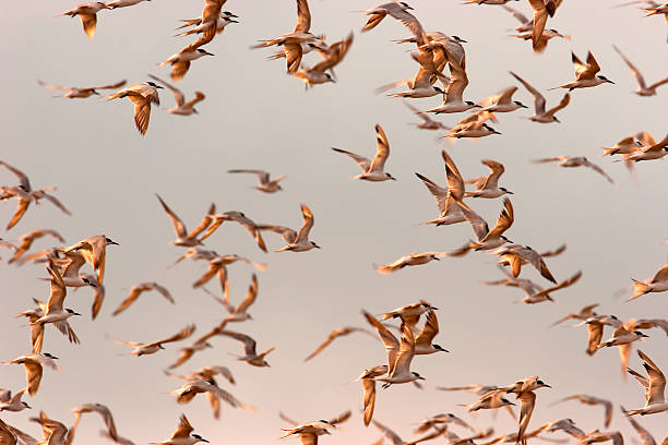 istock FLOCK OF BIRDS FLYING 483430162