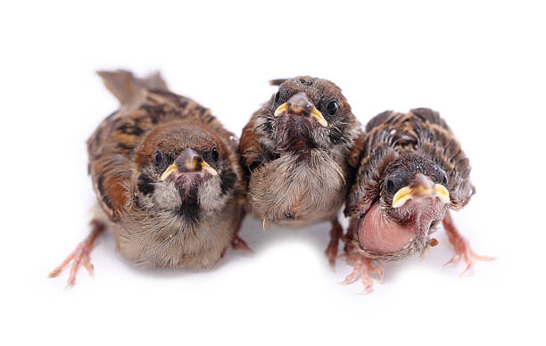 istock Macro three baby brood sparrow white background. 483431050