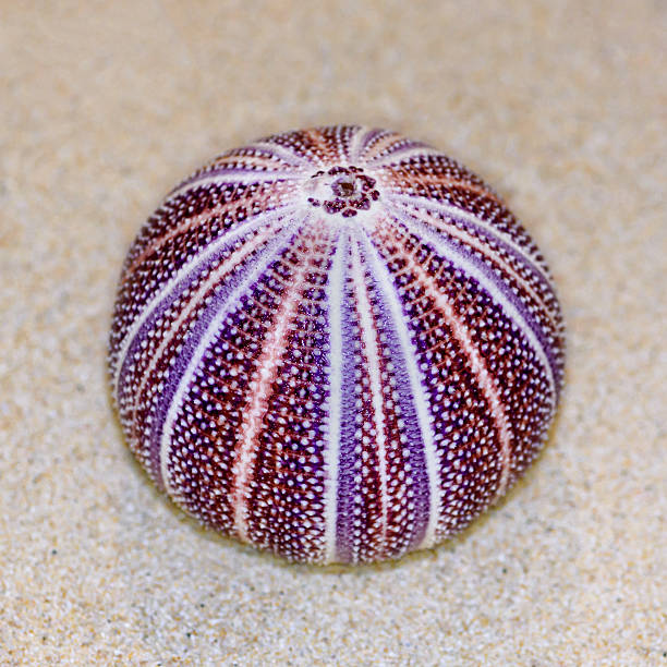 istock Shell of Sea Urchin or urchin 483431094