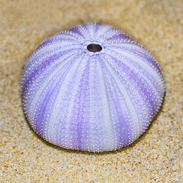istock Shell of Sea Urchin or urchin 483431150