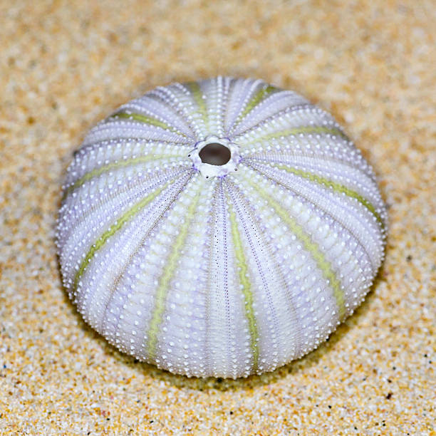 istock Shell of Sea Urchin or urchin 483431174