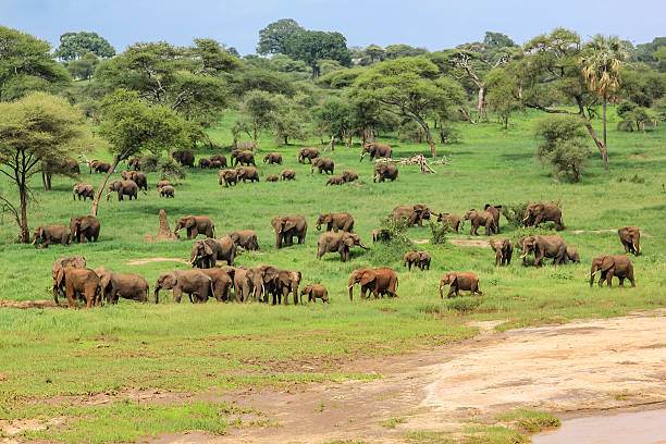 Elephants Tanzania stock photo