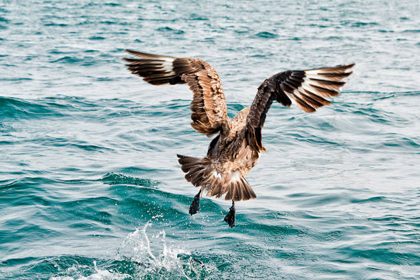 Seagull taking flight stock photo