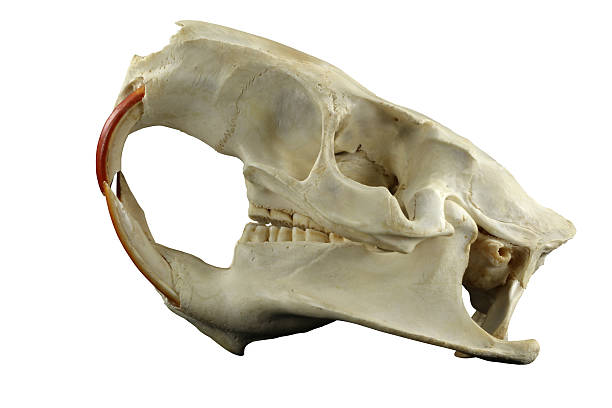 istock Rodent (Myocastor coypus, nutria, coypus) skull isolated on a white 483434444