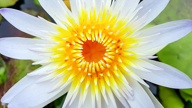 istock Close up of white water lily 483435712
