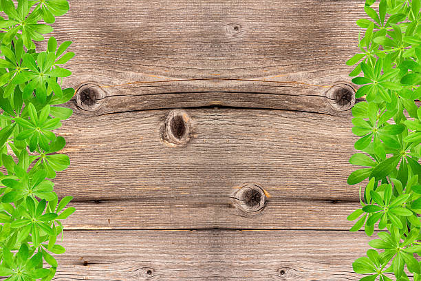 istock Sweet woodruff leaves as Frame on Wood 483436930