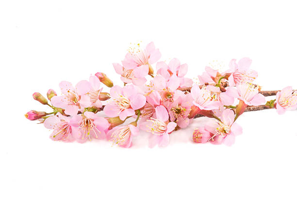 Beautiful Pink Sakura flowers isolated on white background.