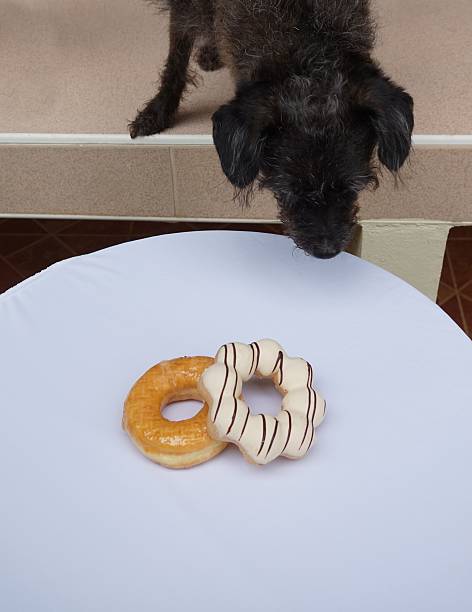 istock donut and greedy black dog 483439824