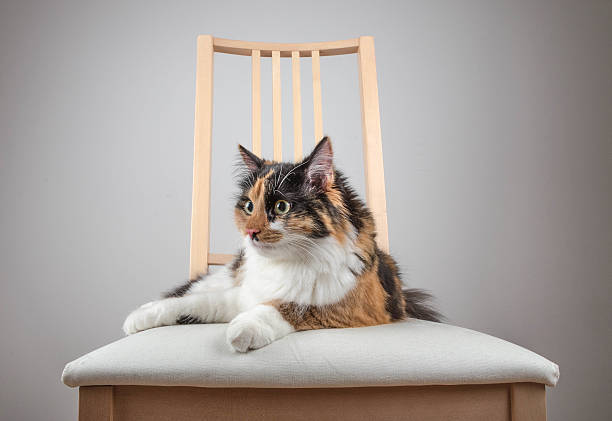 istock Beautiful Calico Cat Lying on a Chair 483440006