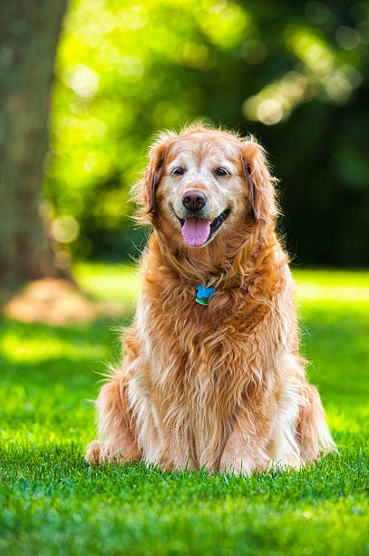 Senior dog, a nine year old Golden Retriever sitting outside A  happy senior nine year old Golden Retriever female dog, with a gray face, sitting in the grass outside under the shade of a tree.  senior dog stock pictures, royalty-free photos & images