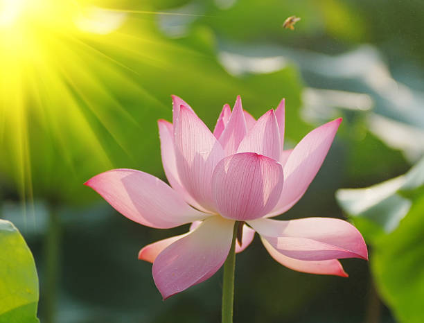 istock lotus flower blossom 483440752