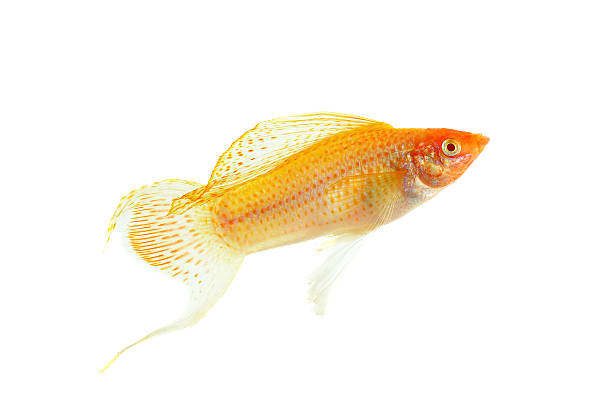 Molly fish isolated on the white background Molly fish isolated on the white background. dalmatian sailfin molly stock pictures, royalty-free photos & images