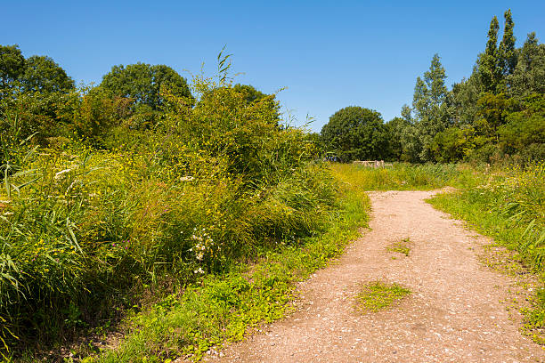 istock Footpath through a field with wild flowers 483441116