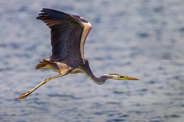 istock Close up of Grey Heron (Ardea cinerea) 483441198