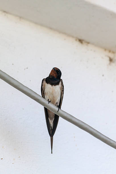 Barn swallow (Hirundo rustica) bird flying on white background