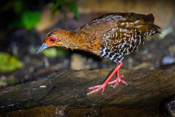 czerwony elastyczne crake (rallina fasciata - mountain bluebird zdjęcia i obrazy z banku zdjęć