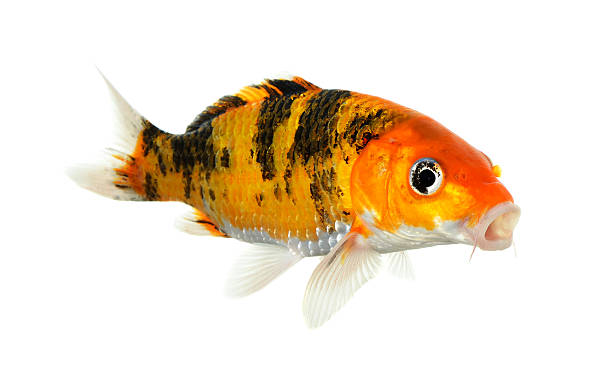 istock Koi fish isolated on the white background 483445946