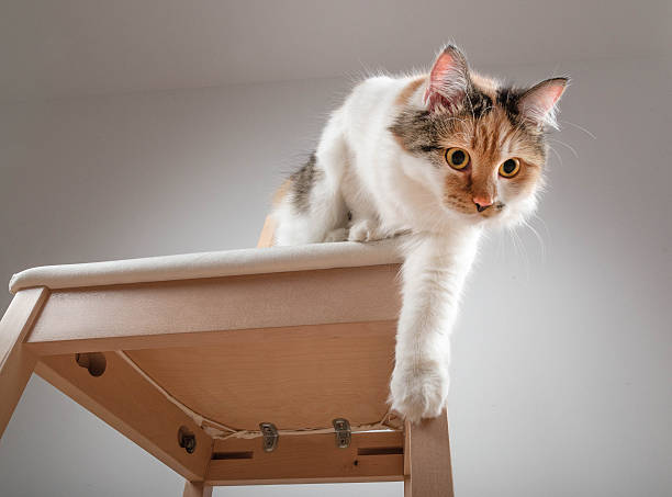 Beautyful longhair calico cat on a white chair. 