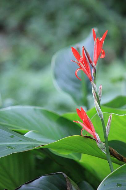 istock Red flowers and leaves 483447088