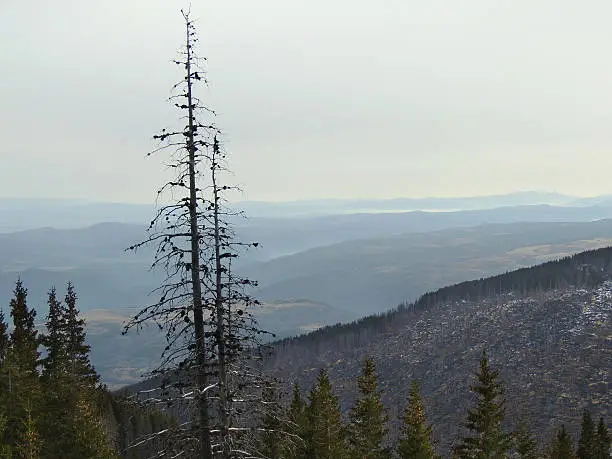 Photo of Silhouettes of dead pine trees