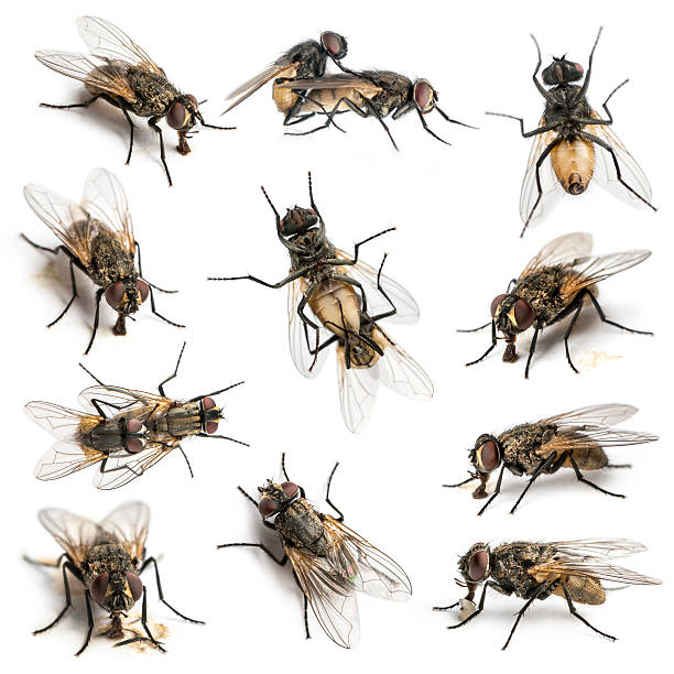 istock Set of 11 House flies 483447505