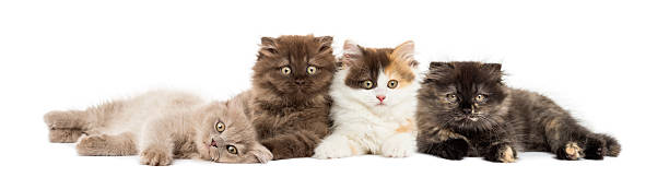 istock Higland straight and fold kittens lying together 483447679