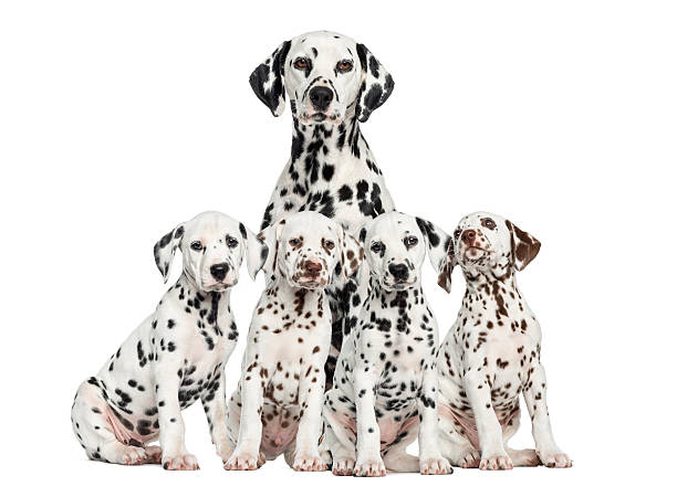 istock Mother dalmatian and puppies on white background 483447725