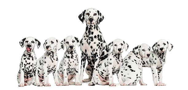 mother dalmatian sitting between her puppies - dalmatiner bildbanksfoton och bilder