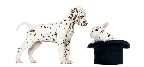 Side view of a Dalmatian puppy standing and looking at a spotted rabbit in a topper hat