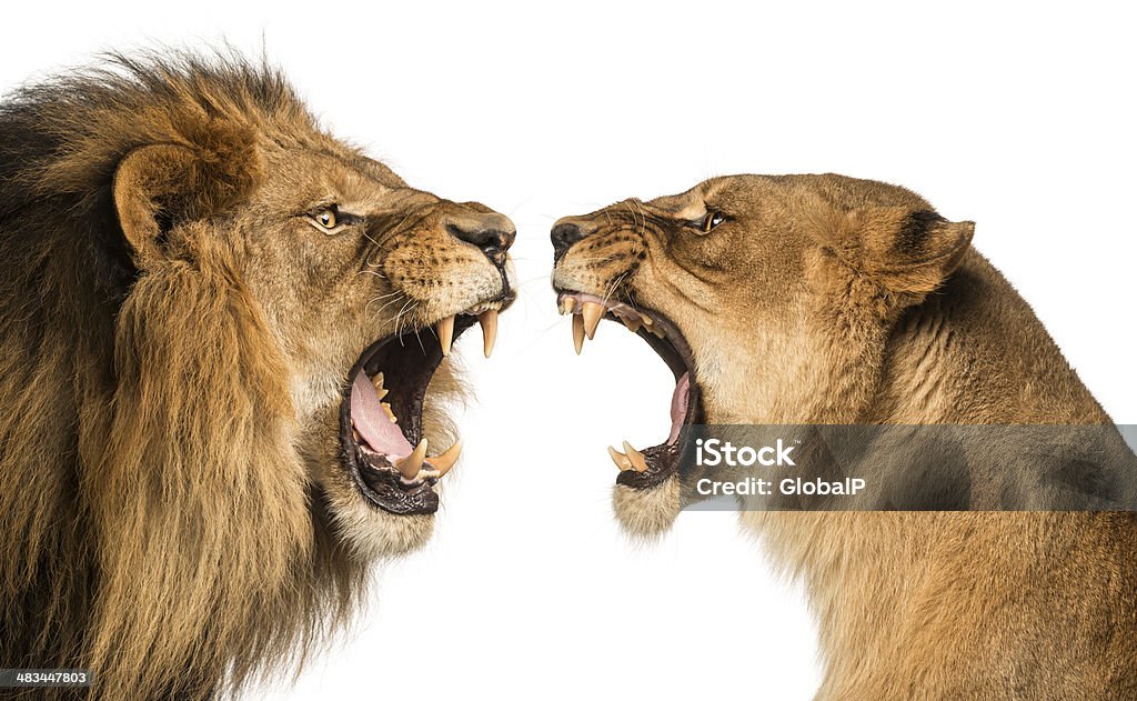 Gros plan d'un Lion et Lionne rugissant sur les autres - Photo de Lion libre de droits