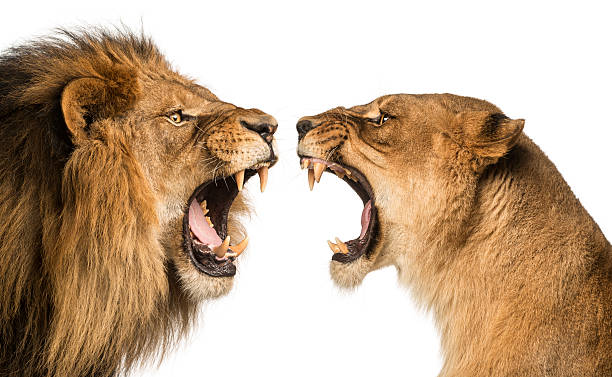 primo piano di un leone e leonessa ruggente a ogni altro - roaring foto e immagini stock