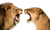 Close-up of a Lion and Lioness roaring at each other