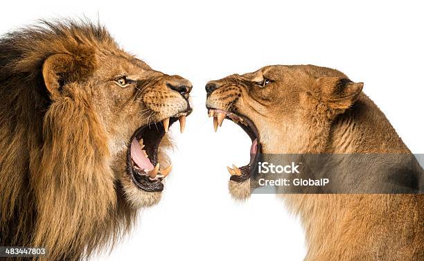 Closeup Of A Lion And Lioness Roaring At Each Other Stock Photo - Download Image Now