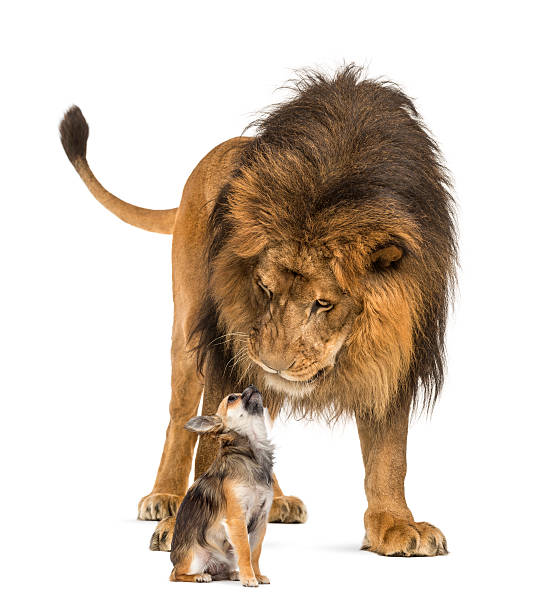 istock Lion sitting and looking at a chihuahua 483447833