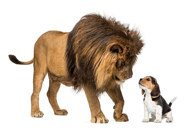 Lion standing and looking at a beagle puppy