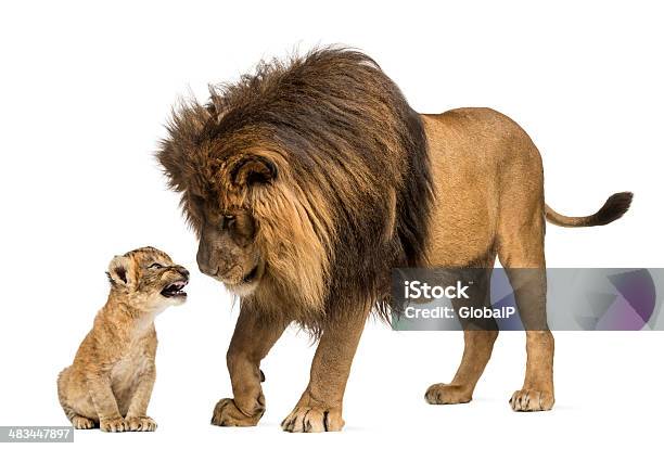 Lion Standing And Looking A Cub Stock Photo - Download Image Now - Lion - Feline, Lion Cub, White Background